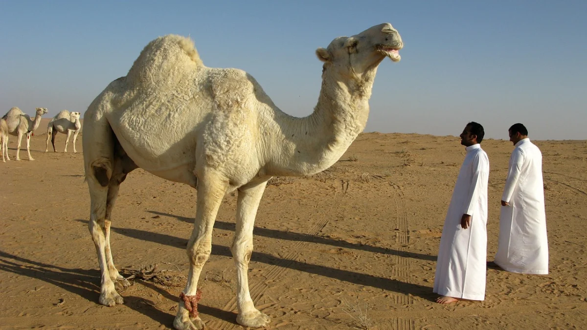 فيرس شبيه بسارس في السعودية وقطر