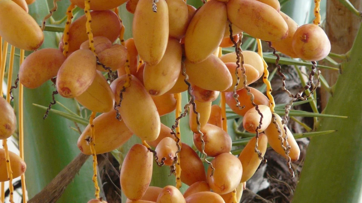 فوائد التمر‎