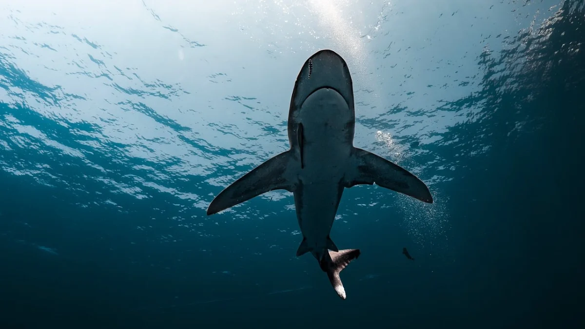 سمك القرش يقتل رجلا في امريكا