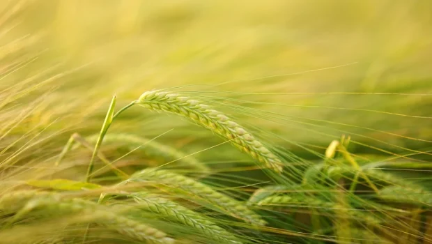 مشروع استزراع (استنبات) الشعير بدون تربة