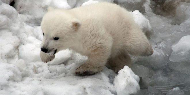 شبل الدب القطبي فى حديقة حيوان برلين