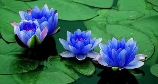 علماء يميطون اللثام عن أسرار “اللوتس الأزرق”، الزهرة المقدسة لدى المصريين القدماء.