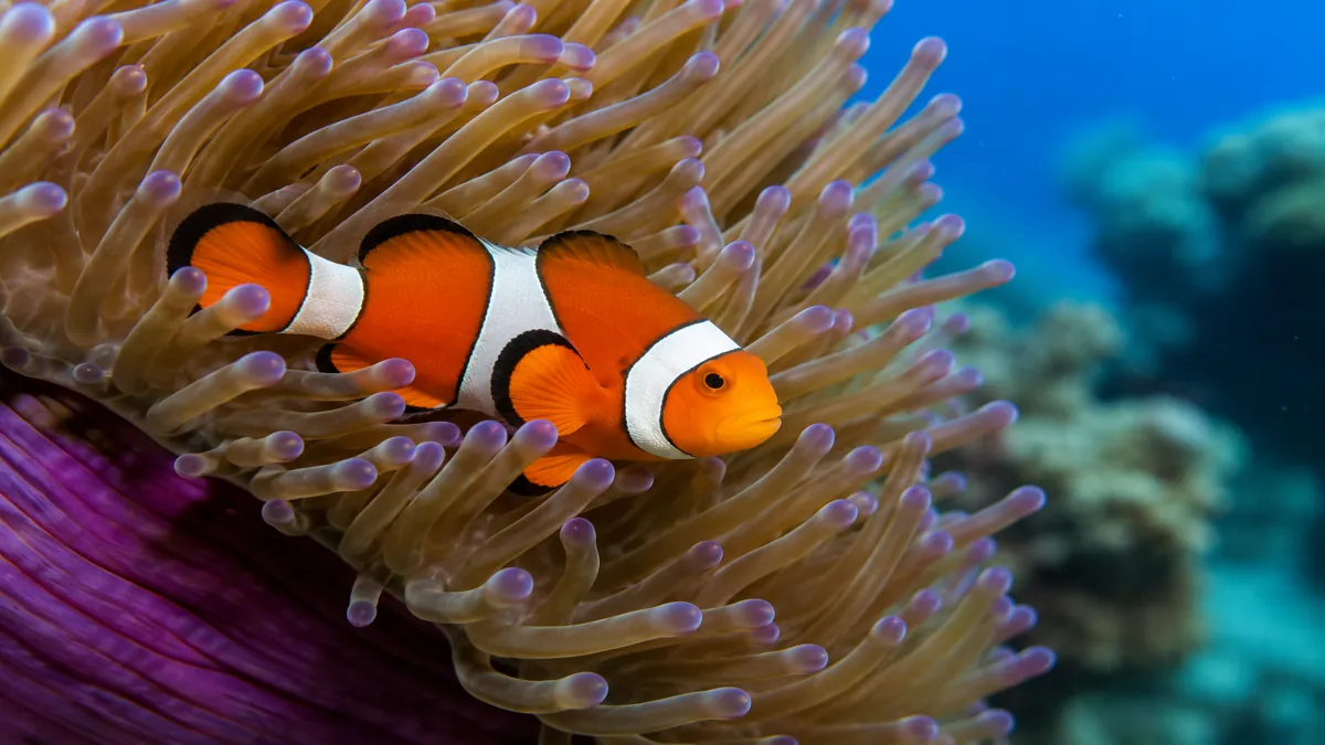 clownfish-sea-anemone