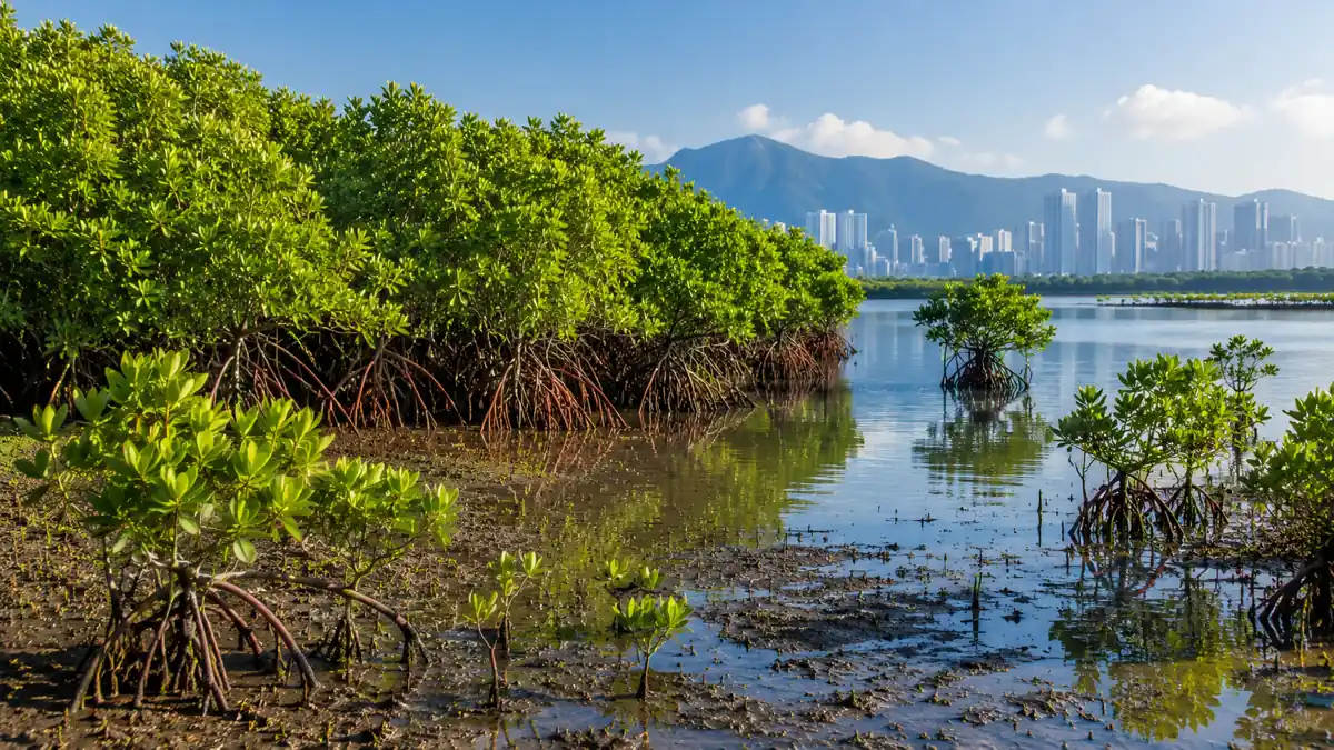 east-asia-mangrove-climate
