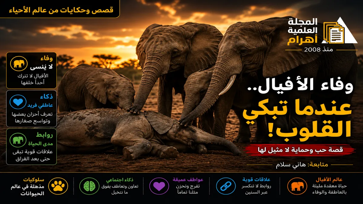 elephant-loyalty-story-magazine