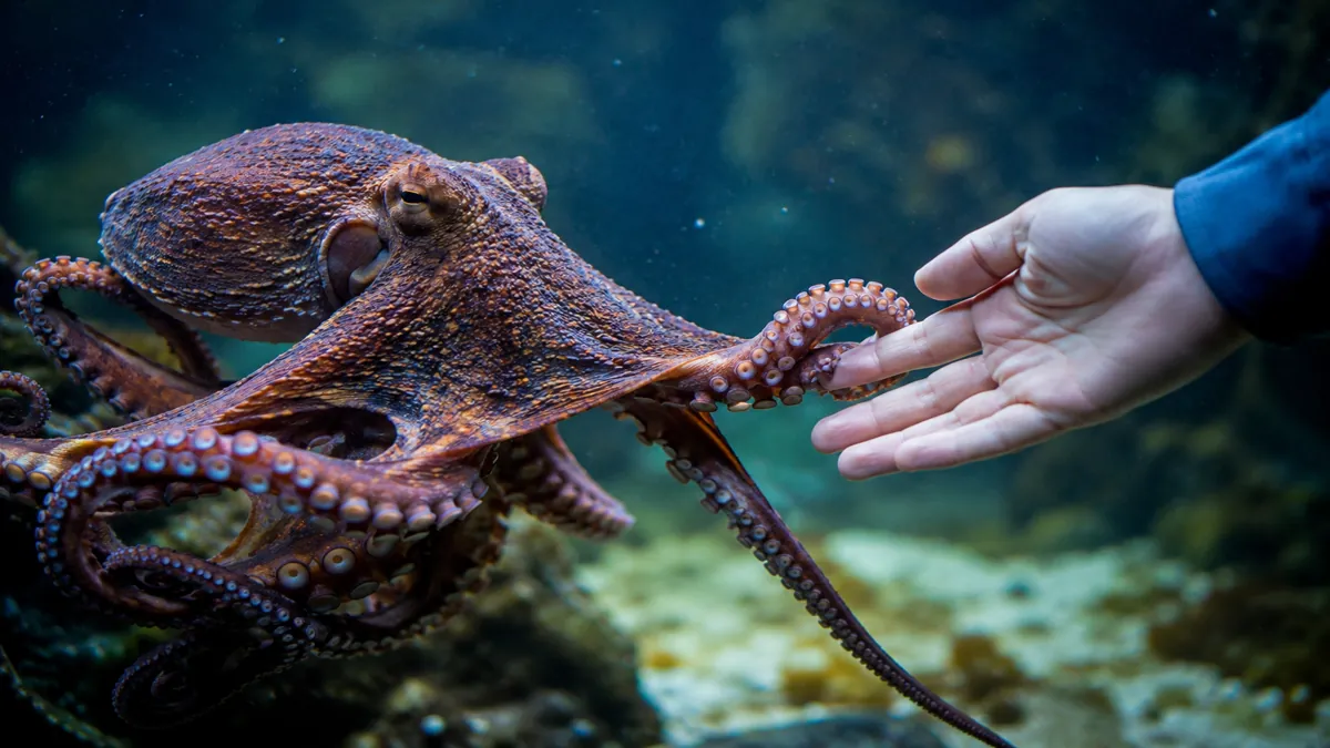 smart-octopus-behavior