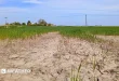 أرض مشققة بسبب الجفاف في ريف إنجلترا.