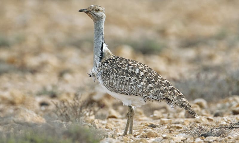 طائر الحبارى يقف في بيئة صحراوية قاحلة في آسيا الوسطى
