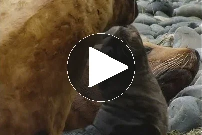 نداء صغير الفقمة