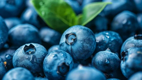 فوائد التوت الأزرق للمزاج والأمعاء