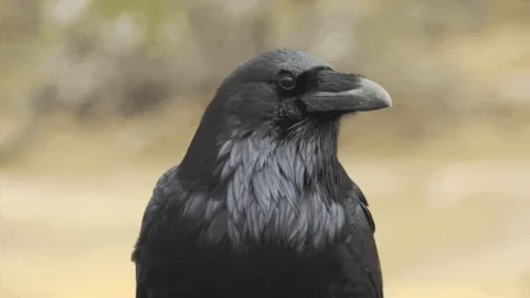 الغراب الأسود وقدراته البصرية المذهلة
