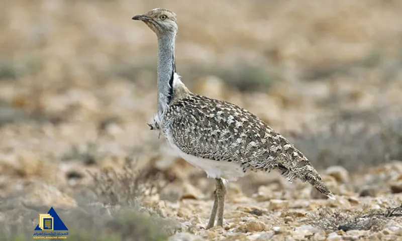 طائر الحبارى يقف في بيئة صحراوية قاحلة في آسيا الوسطى