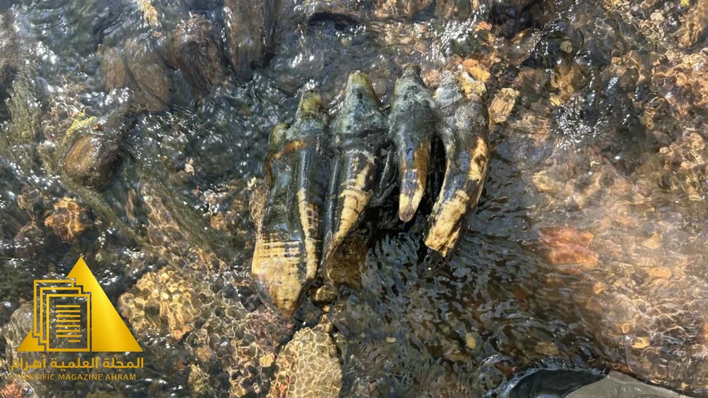صورة مقربة لضرس متحجر لحيوان المستودون تم اكتشافه حديثاً في كاليفورنيا