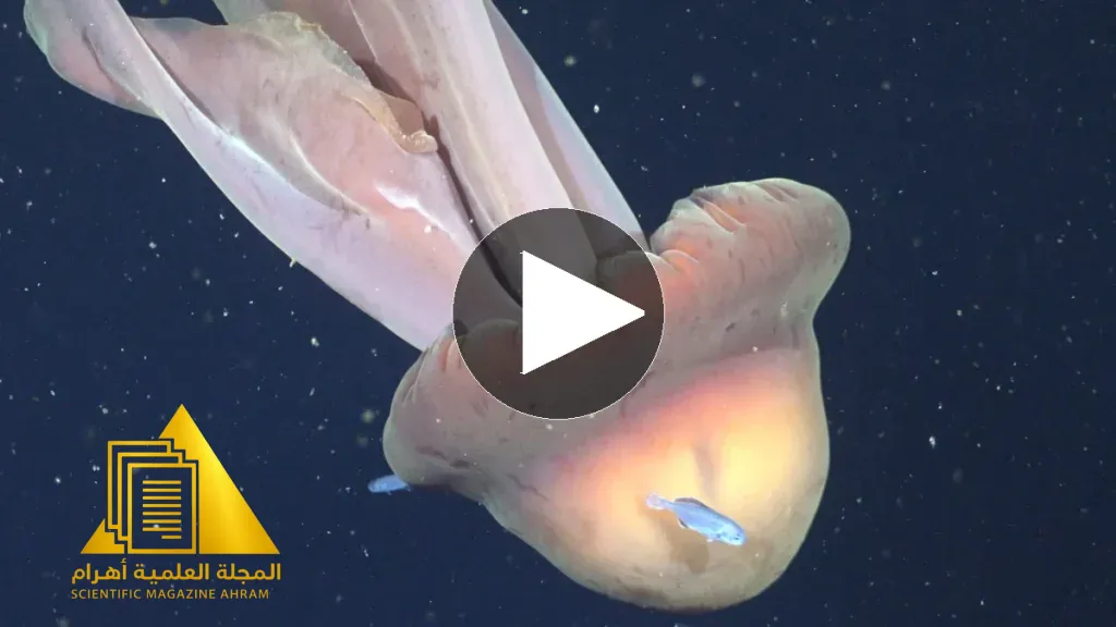 قنديل بحر الشبح العملاق يسبح في أعماق المحيط وتتبعه أسماك صغيرة
